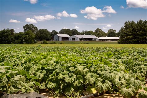 The farm is open year-round and filled with a. . Green acres pumpkin patch milan tn